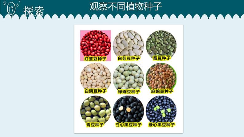 1教科版科学 .1 种子里孕育着新生命课件PPT06