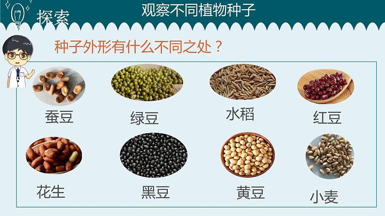 1教科版科学 .1 种子里孕育着新生命课件PPT07