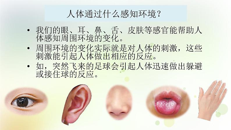 第14课《测试我们的反应》教学课件+教材分析 粤教版小六科学上册04