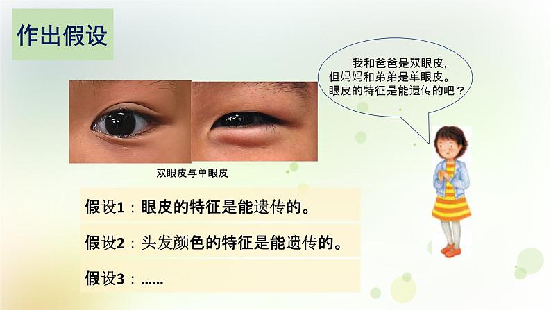 第18课《专题探究:外貌特征能遗传吗》教学课件+教材分析 粤教版小六科学上册07