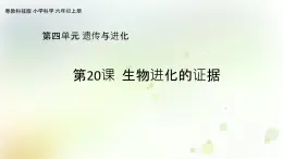 第20課《生物進化的證據(jù)》教學課件+教材分析 粵教版小六科學上冊