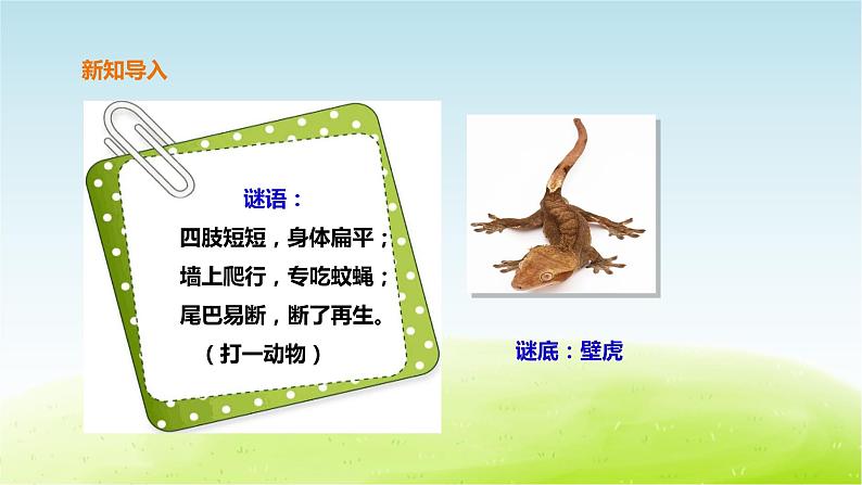 粤教版三年级上册科学1.3《壁虎与小猫》课件PPT第3页