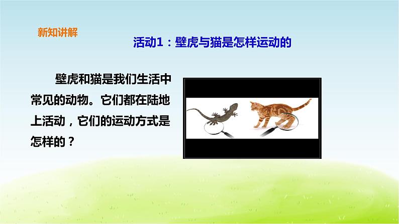 粤教版三年级上册科学1.3《壁虎与小猫》课件PPT第5页