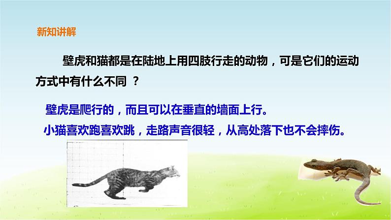 粤教版三年级上册科学1.3《壁虎与小猫》课件PPT第8页