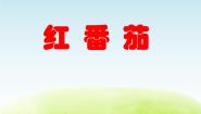 小学粤教粤科版探访生物王国2 红番茄课前预习ppt课件