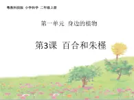 粤教粤科版科学二年级上册《百合与朱槿》教学课件