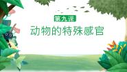 小学科学冀人版 (2017)三年级下册动植物对环境的适应9 动物的特殊感官优质课教学课件ppt