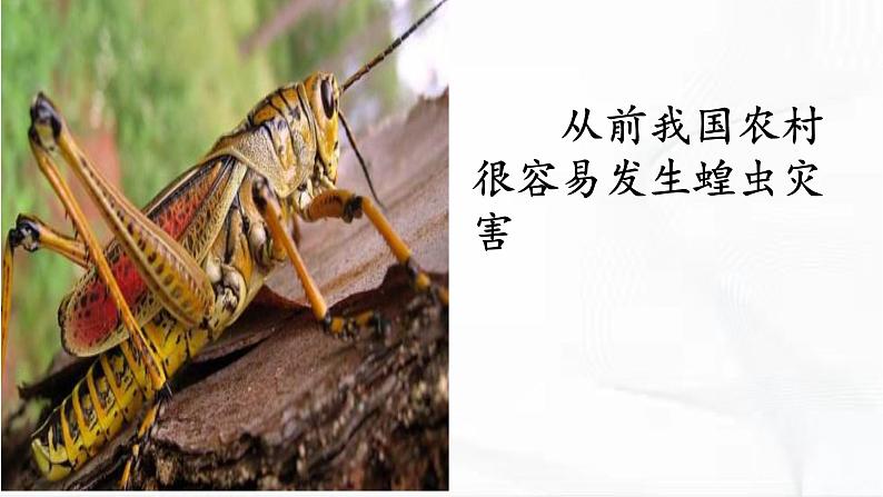 冀人版科学三年级下册 第12课-杀虫剂对生物的影响 教学课件第2页