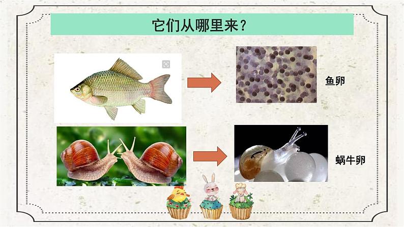 2-1迎接蚕宝宝的到来 课件PPT+教案+素材03