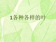 鄂教人教版科学一年级下册 1 各种各样的叶 课件PPT