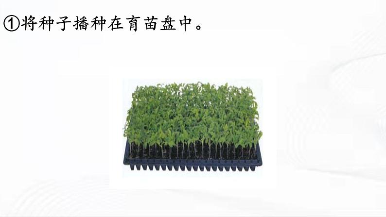 冀人版科学四年级下册 第19课-我家的小菜园(二) 教学课件第8页