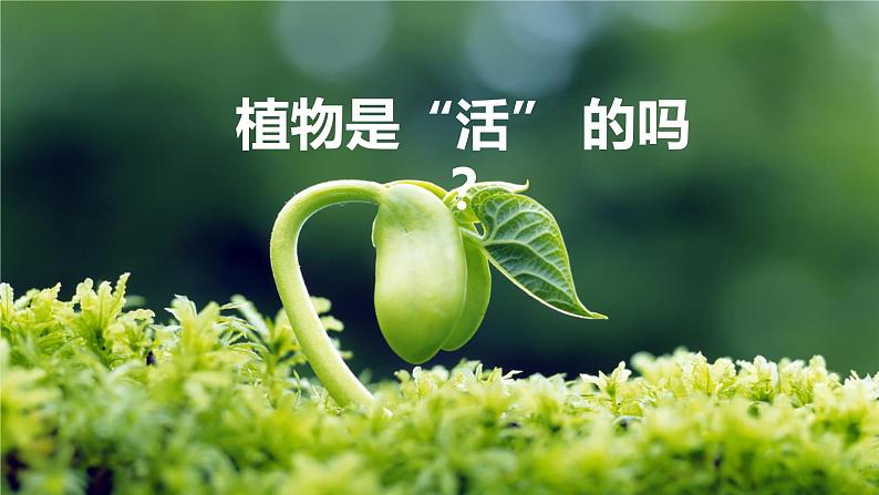 教科版1上第1单元第5课 植物是活的吗第1页