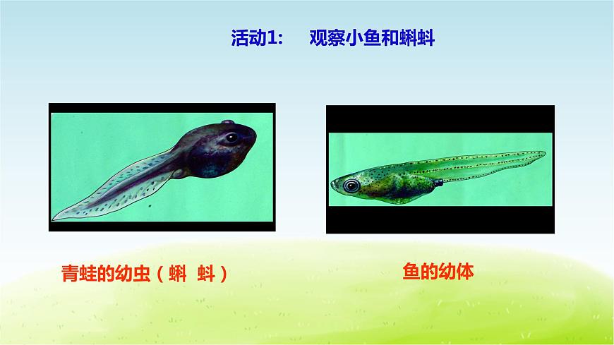 粵教版三年級上冊科學(xué)1.1《鯽魚與青蛙》課件第3頁