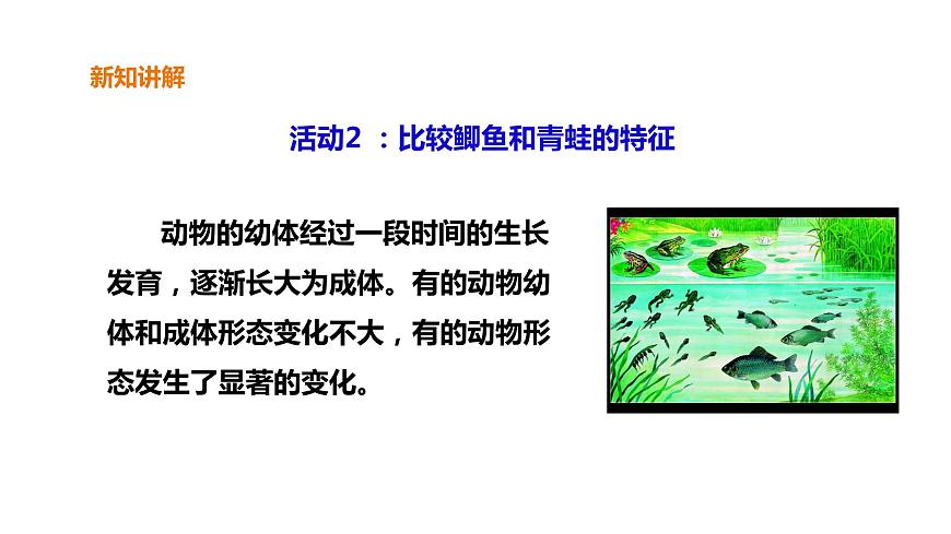 粵教版三年級上冊科學(xué)1.1《鯽魚與青蛙》課件第5頁