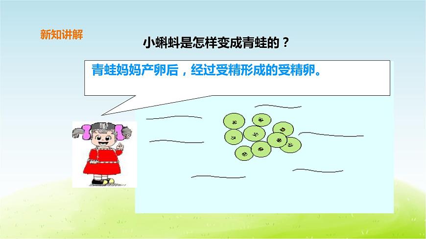 粵教版三年級上冊科學(xué)1.1《鯽魚與青蛙》課件第6頁