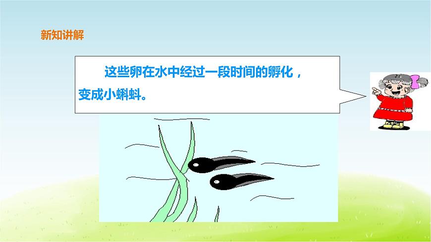 粵教版三年級上冊科學(xué)1.1《鯽魚與青蛙》課件第7頁