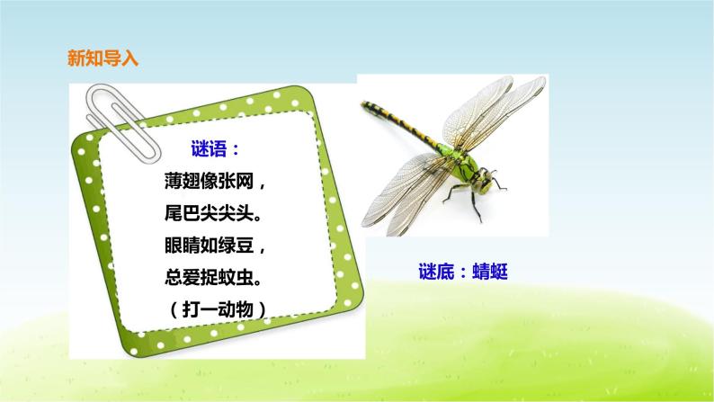 粤教版三年级上册科学1.2《蜻蜓与麻雀》课件02