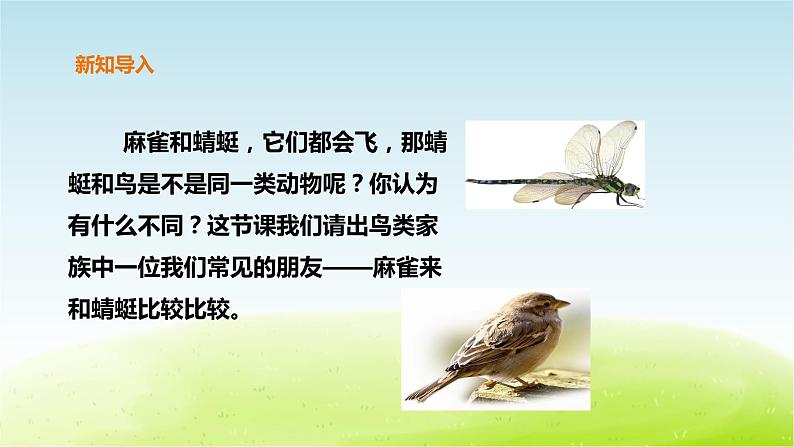 粤教版三年级上册科学1.2《蜻蜓与麻雀》课件04