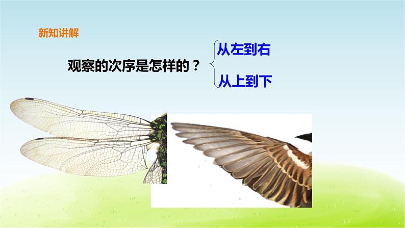 粤教版三年级上册科学1.2《蜻蜓与麻雀》课件06