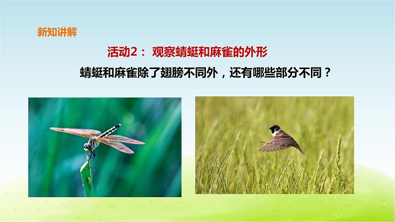 粤教版三年级上册科学1.2《蜻蜓与麻雀》课件08