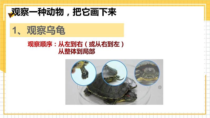 教科版一年级下册科学2.1我们知道的动物PPT课件全套完整版第3页