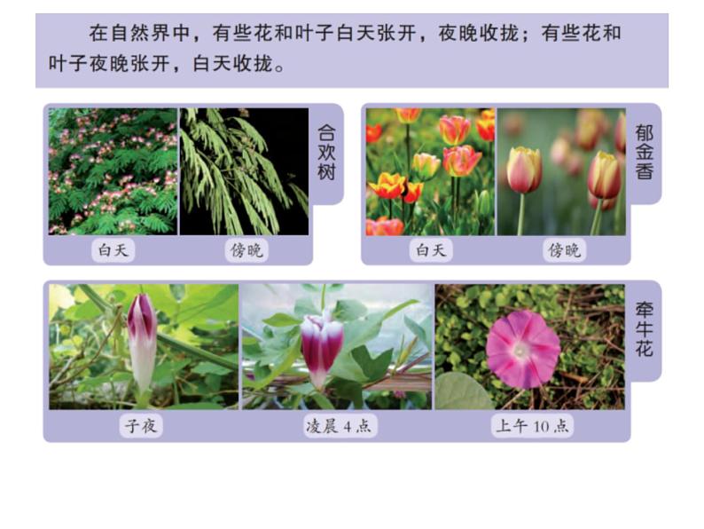 10、昼夜对植物的影响课件PPT第2页