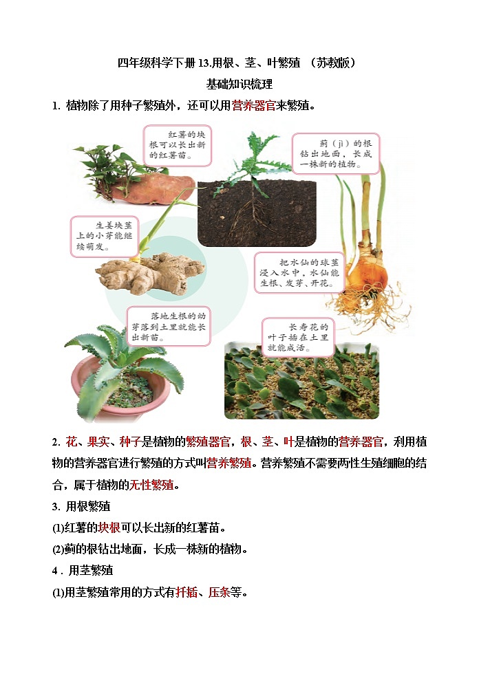 【精】四年级科学下册13++用根、茎、叶繁殖(苏教版)基础知识梳理第1页
