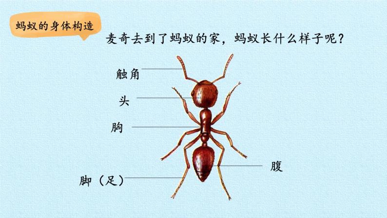 冀人版（2017秋）科学二年级下册 7 寻找蚂蚁的家(1)（课件）03