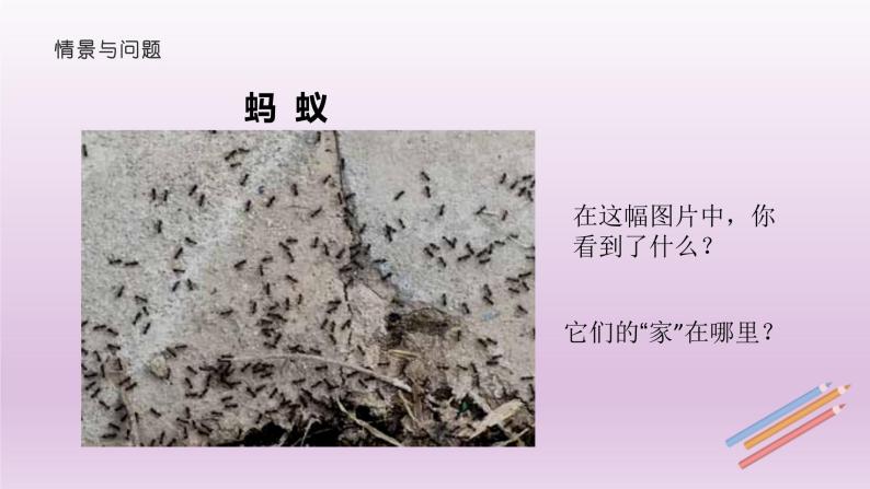 冀人版（2017秋）科学二年级下册 7 寻找蚂蚁的家（课件）02
