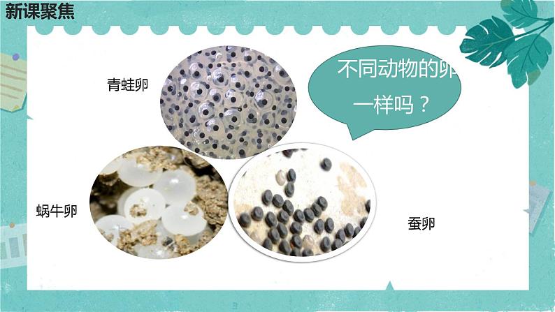 2-2认识其他动物的卵 课件PPT+教案+素材02