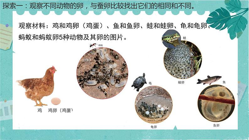 2-2认识其他动物的卵 课件PPT+教案+素材05