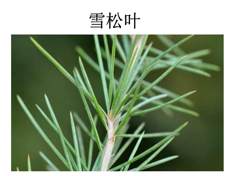 1.4《这是谁的叶》课件PPT06