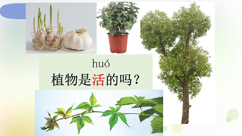 教科版小学科学一年级上册1 1 5《植物是活的吗》 教学课件03