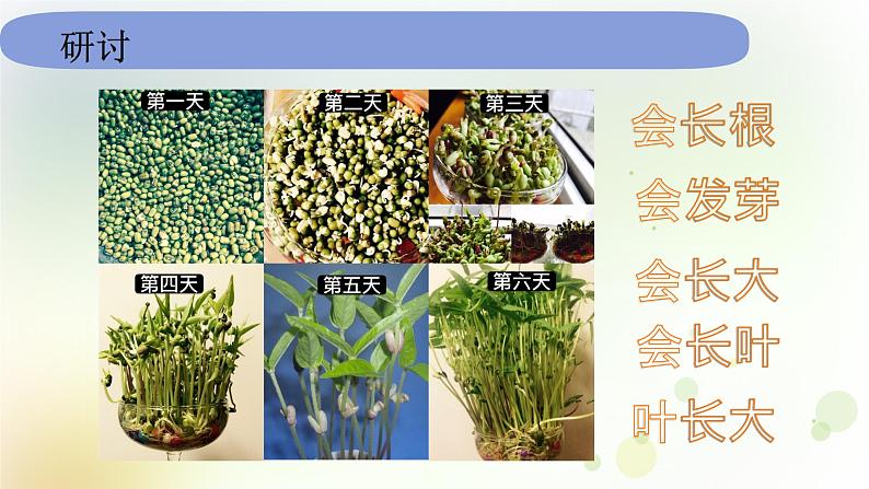 教科版小学科学一年级上册1 1 5《植物是活的吗》 教学课件06