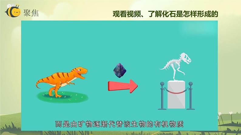 2.6古代生物的多样性(课件)教科版(2017)科学六年级下册04