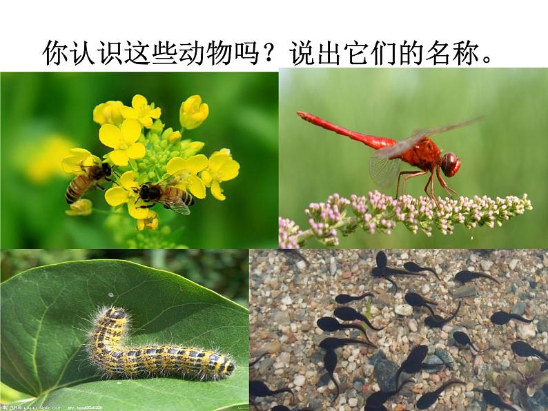 一年级下册科学课件-4.10 形形色色的动物 - 苏教版(共9张PPT)第3页