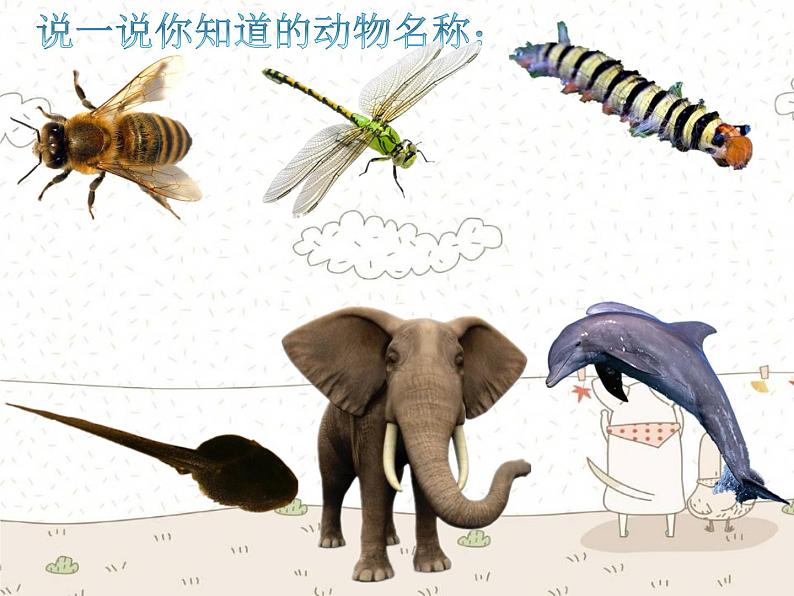 一年级下册科学课件-4.10 形形色色的动物 - 苏教版(共8张PPT)03