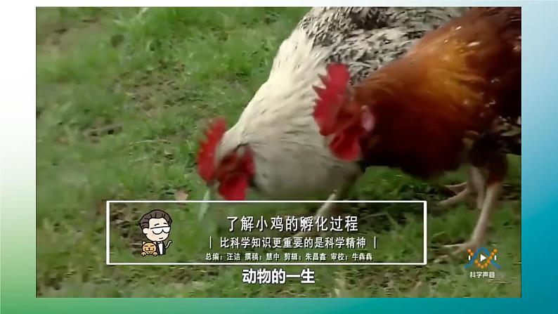 四年级下册科学《卵生与胎生》课件PPT第4页