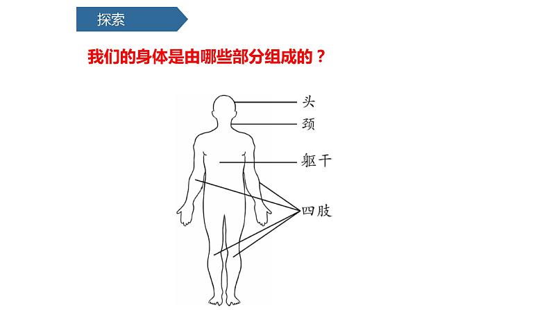 教科版科学二年级下册我们自己 1 观察我们的身体 完整版教学PPT课件06