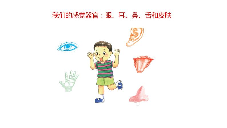 教科版科学二年级下册我们自己 2 通过感官来发现 完整版教学PPT课件02