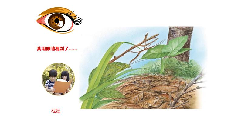 教科版科学二年级下册我们自己 2 通过感官来发现 完整版教学PPT课件03