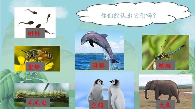 一年级下册科学课件 - 4.10 形形色色的动物 - 苏教版(共20张PPT)第4页