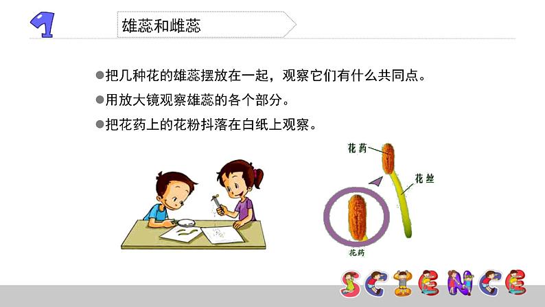 教科版科学四年级下册第二单元 新的生命 2.3 花、果实和种子 备课PPT课件03