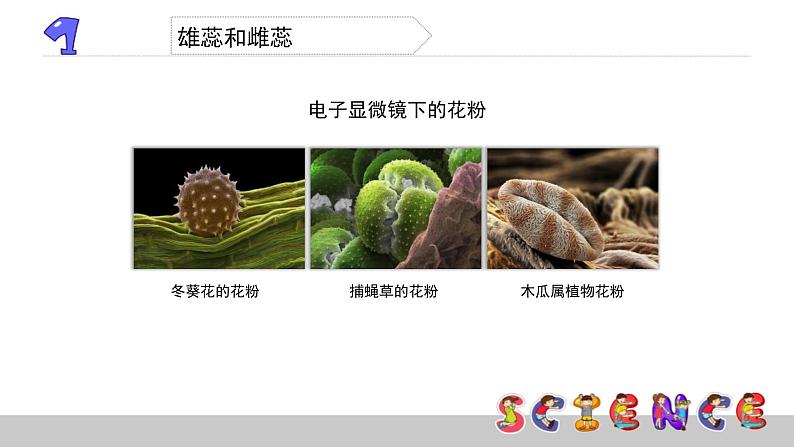 教科版科学四年级下册第二单元 新的生命 2.3 花、果实和种子 备课PPT课件05