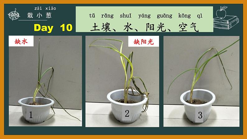 7.栽小葱第4页