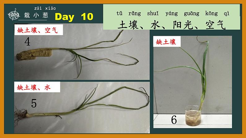 7.栽小葱第5页
