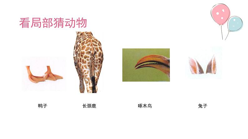 一年级下册科学课件-4.10 形形色色的动物50-苏教版 10张第5页