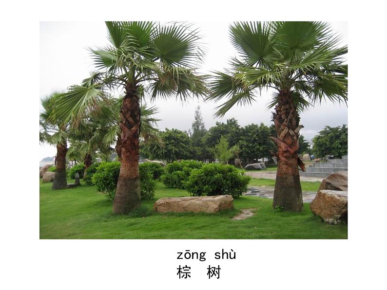 一年级下册科学课件-4.11 多姿多彩的植物 - 苏教版(共29张PPT)第2页