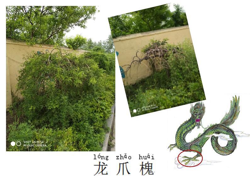 一年级下册科学课件-4.11 多姿多彩的植物 - 苏教版(共29张PPT)第4页