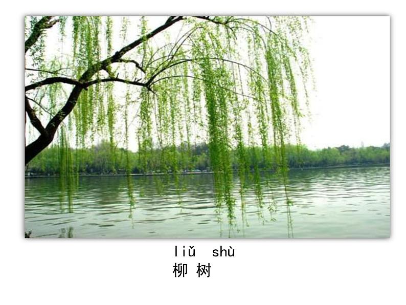 一年级下册科学课件-4.11 多姿多彩的植物 - 苏教版(共29张PPT)第5页